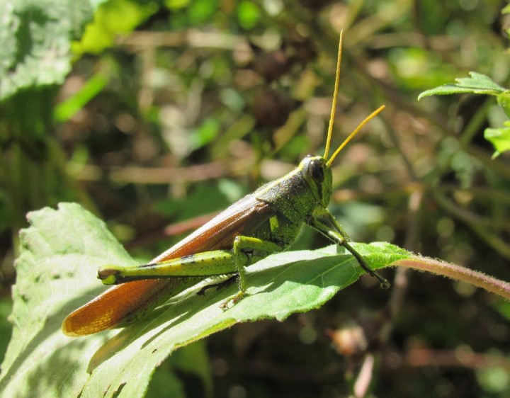 Obscure Bird Grasshopper